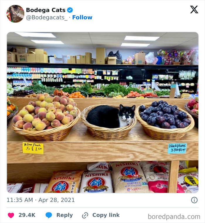 Best-Convenience-Store-Bodega-Cats
