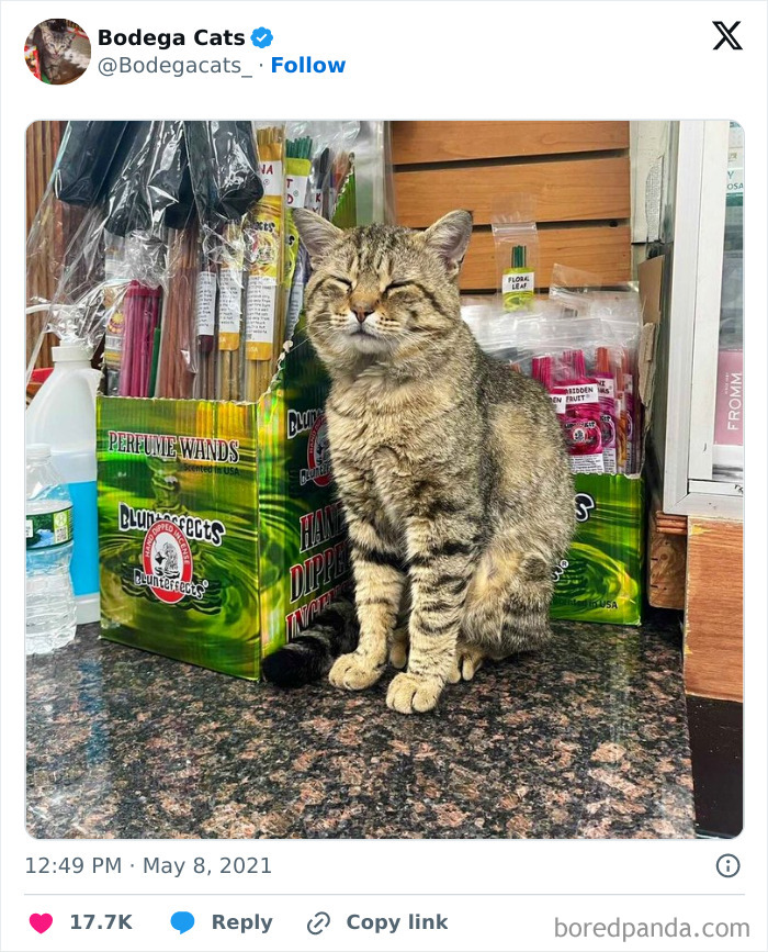 Best-Convenience-Store-Bodega-Cats