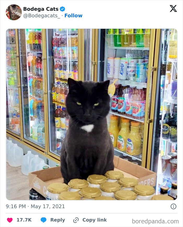 Best-Convenience-Store-Bodega-Cats