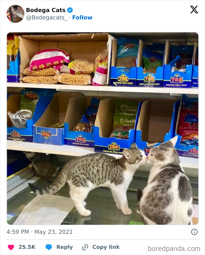 Best-Convenience-Store-Bodega-Cats