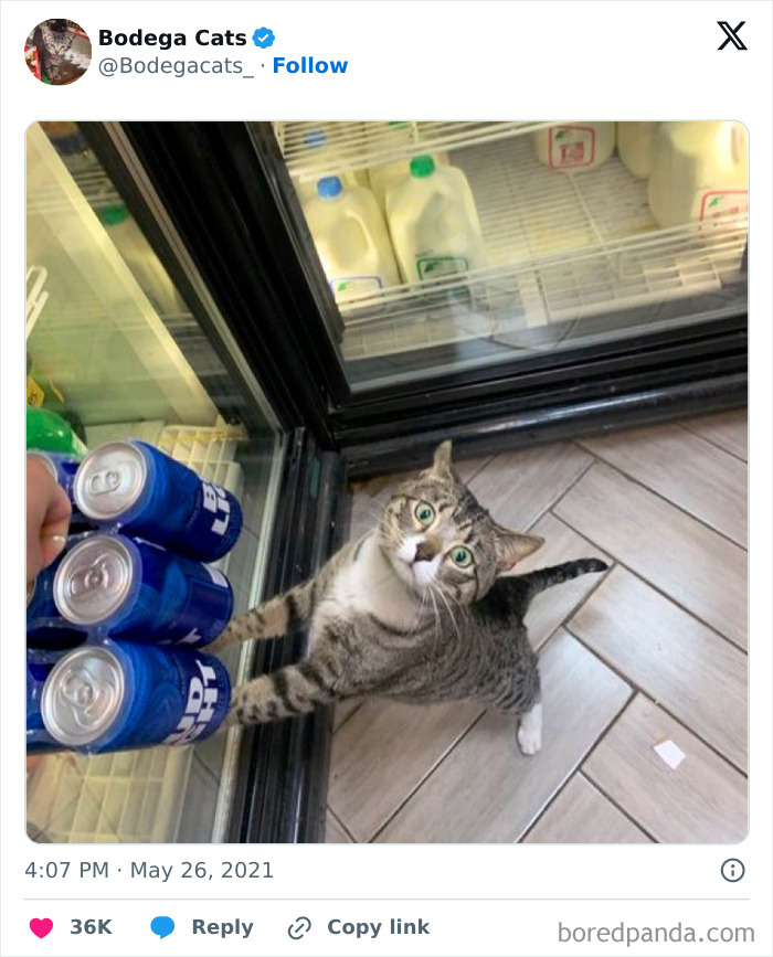 Best-Convenience-Store-Bodega-Cats