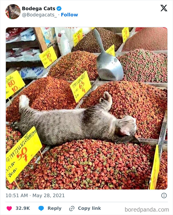 Best-Convenience-Store-Bodega-Cats
