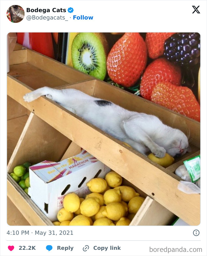 Best-Convenience-Store-Bodega-Cats