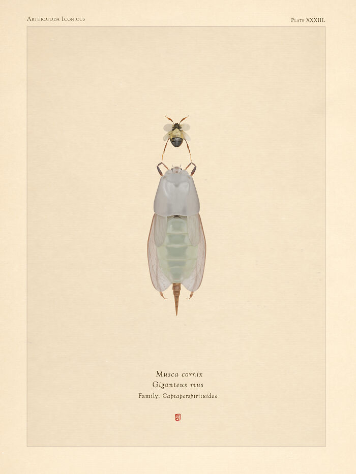 "Musca Cornix" And "Giganteus Mus"