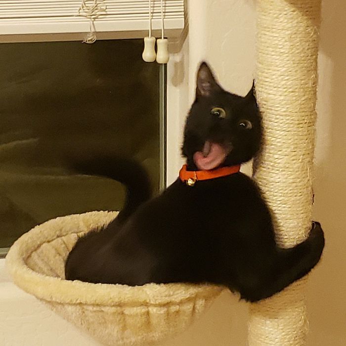 Black cat with an orange collar making a funny face while clinging to a scratching post in a cozy cat bed.