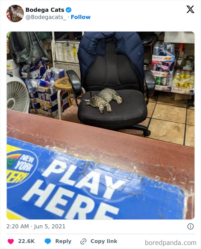Best-Convenience-Store-Bodega-Cats