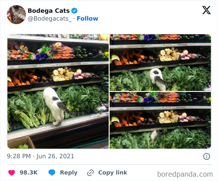 Best-Convenience-Store-Bodega-Cats