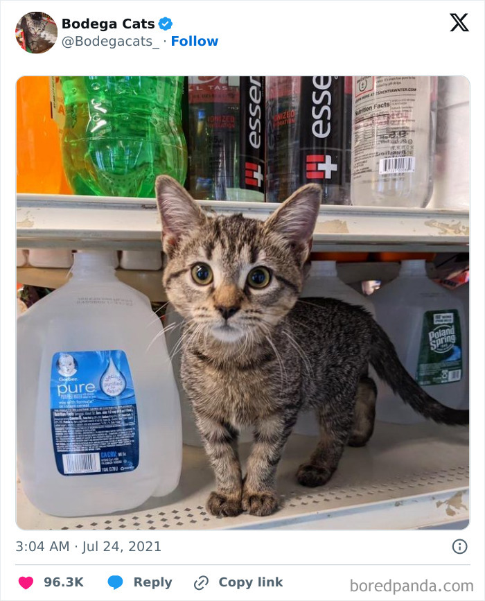 Best-Convenience-Store-Bodega-Cats