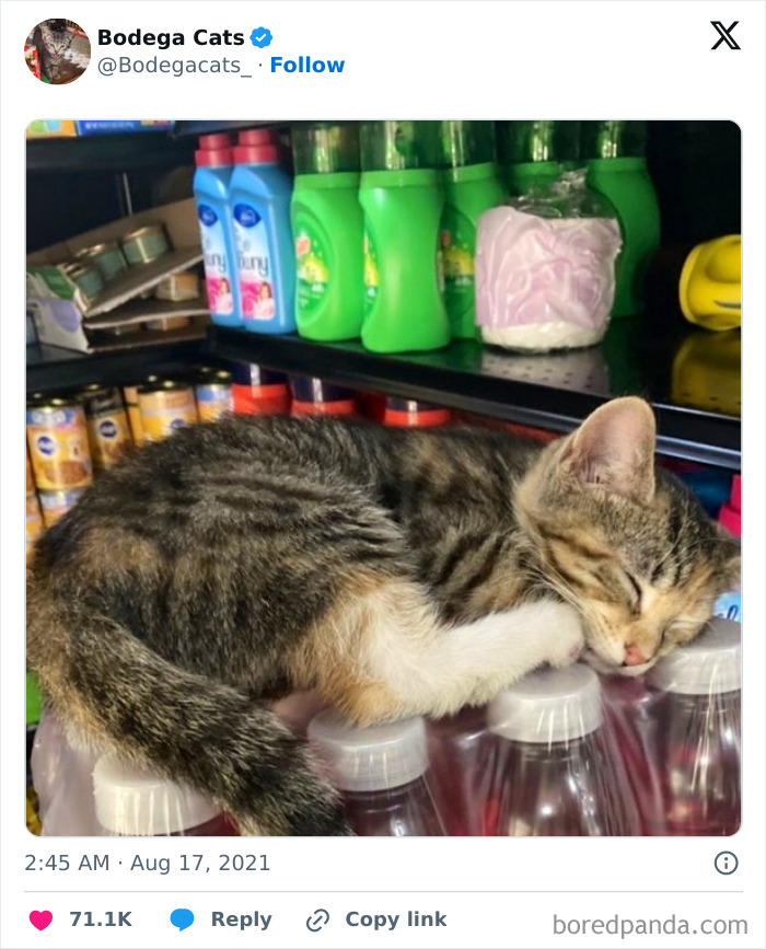 Best-Convenience-Store-Bodega-Cats