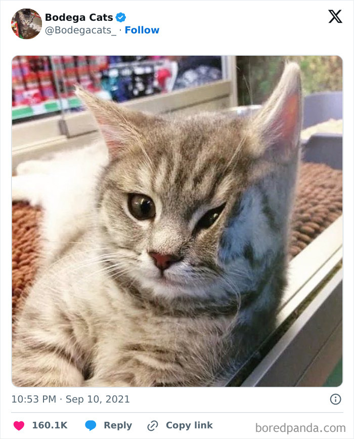 Best-Convenience-Store-Bodega-Cats