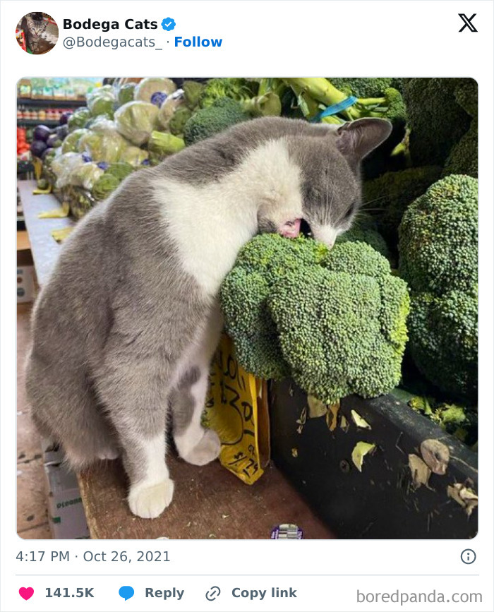 Best-Convenience-Store-Bodega-Cats