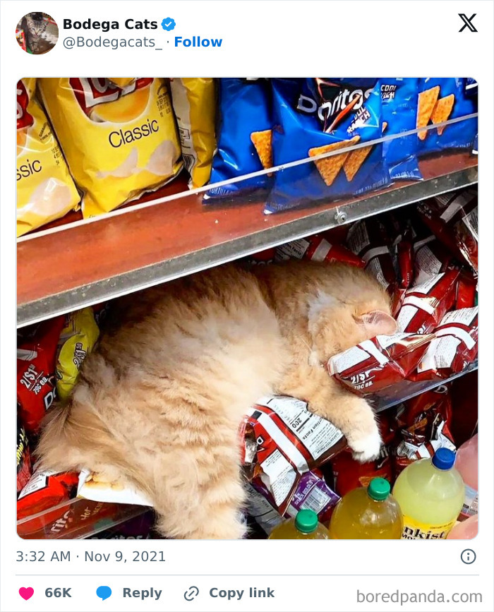 Best-Convenience-Store-Bodega-Cats