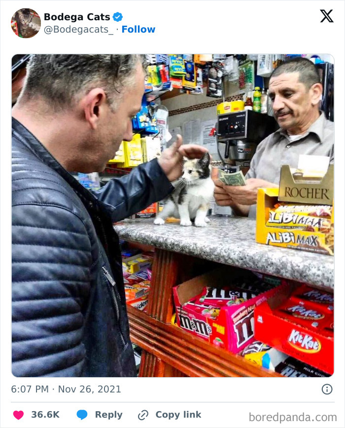 Best-Convenience-Store-Bodega-Cats