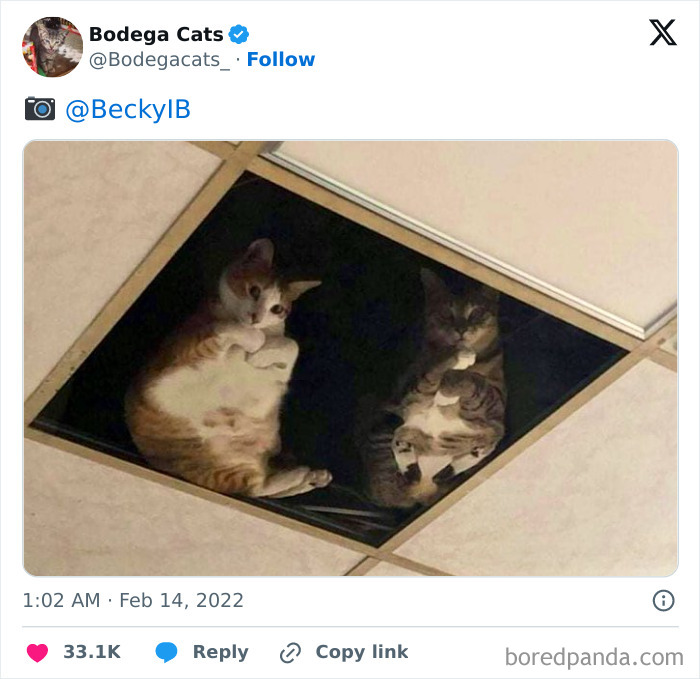 Best-Convenience-Store-Bodega-Cats