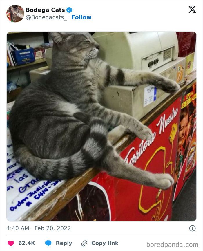 Best-Convenience-Store-Bodega-Cats