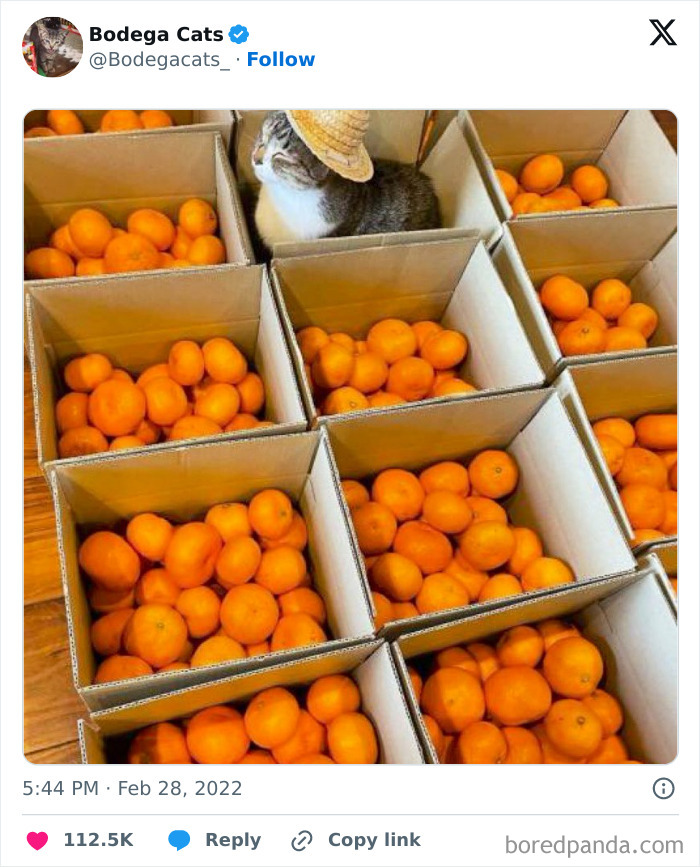 Best-Convenience-Store-Bodega-Cats