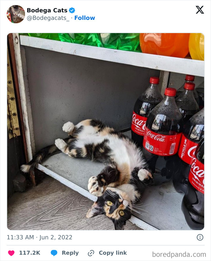 Best-Convenience-Store-Bodega-Cats