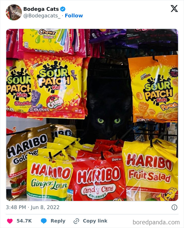 Best-Convenience-Store-Bodega-Cats