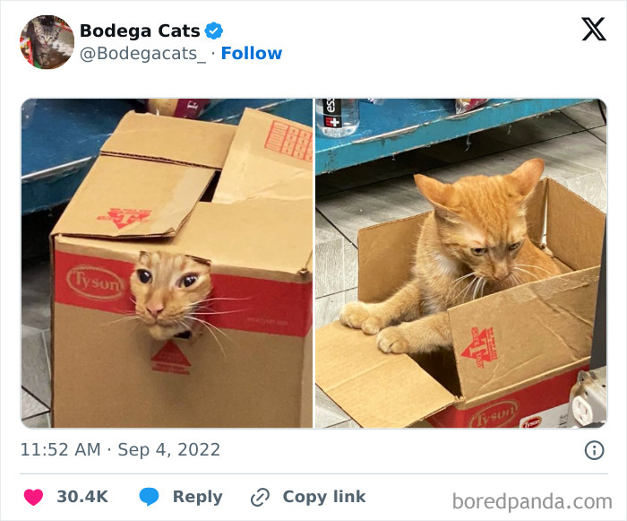 Best-Convenience-Store-Bodega-Cats