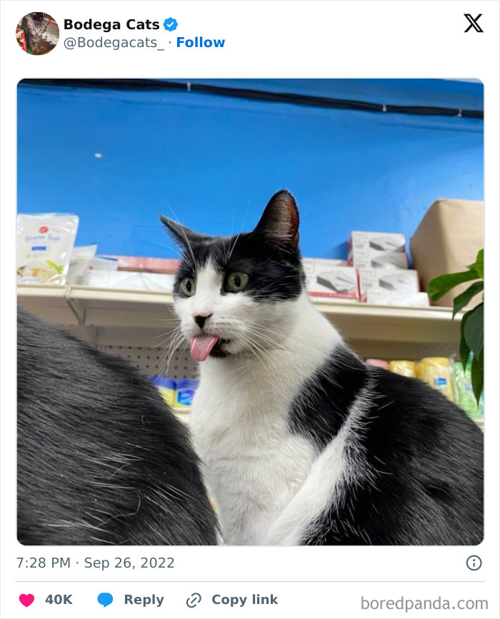 Best-Convenience-Store-Bodega-Cats