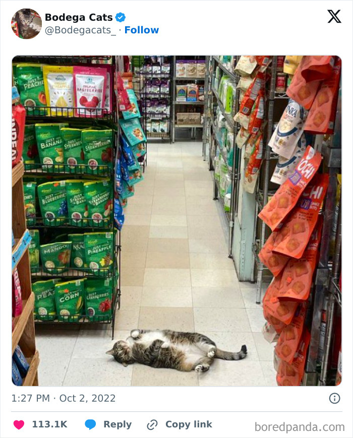 Best-Convenience-Store-Bodega-Cats