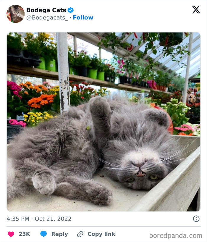 Best-Convenience-Store-Bodega-Cats