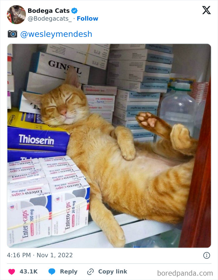 Best-Convenience-Store-Bodega-Cats