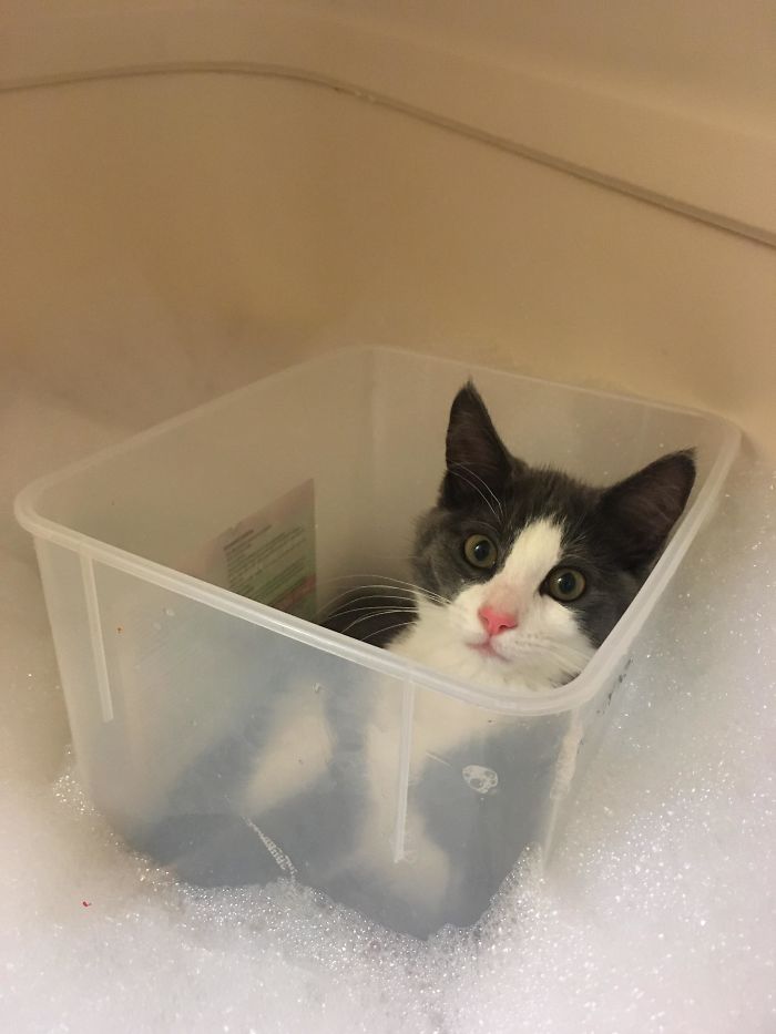 Cat losing their single brain cell sitting confused inside a plastic container in a bathtub filled with bubbles.