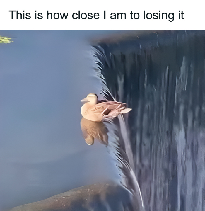 Duck at edge of waterfall humorously visualizing mental health meme.