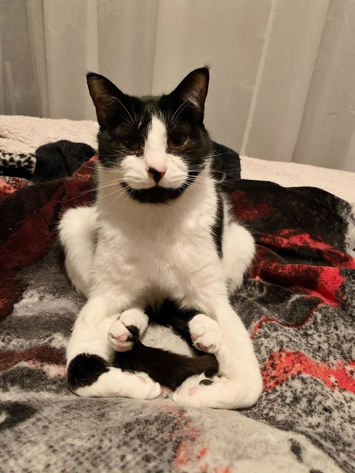 Black and white cat sitting awkwardly on a blanket, captured in a funny moment showing cats losing their single brain cell.