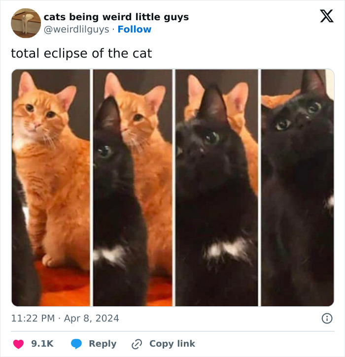 Hilarious-Solar-Eclipse-Memes