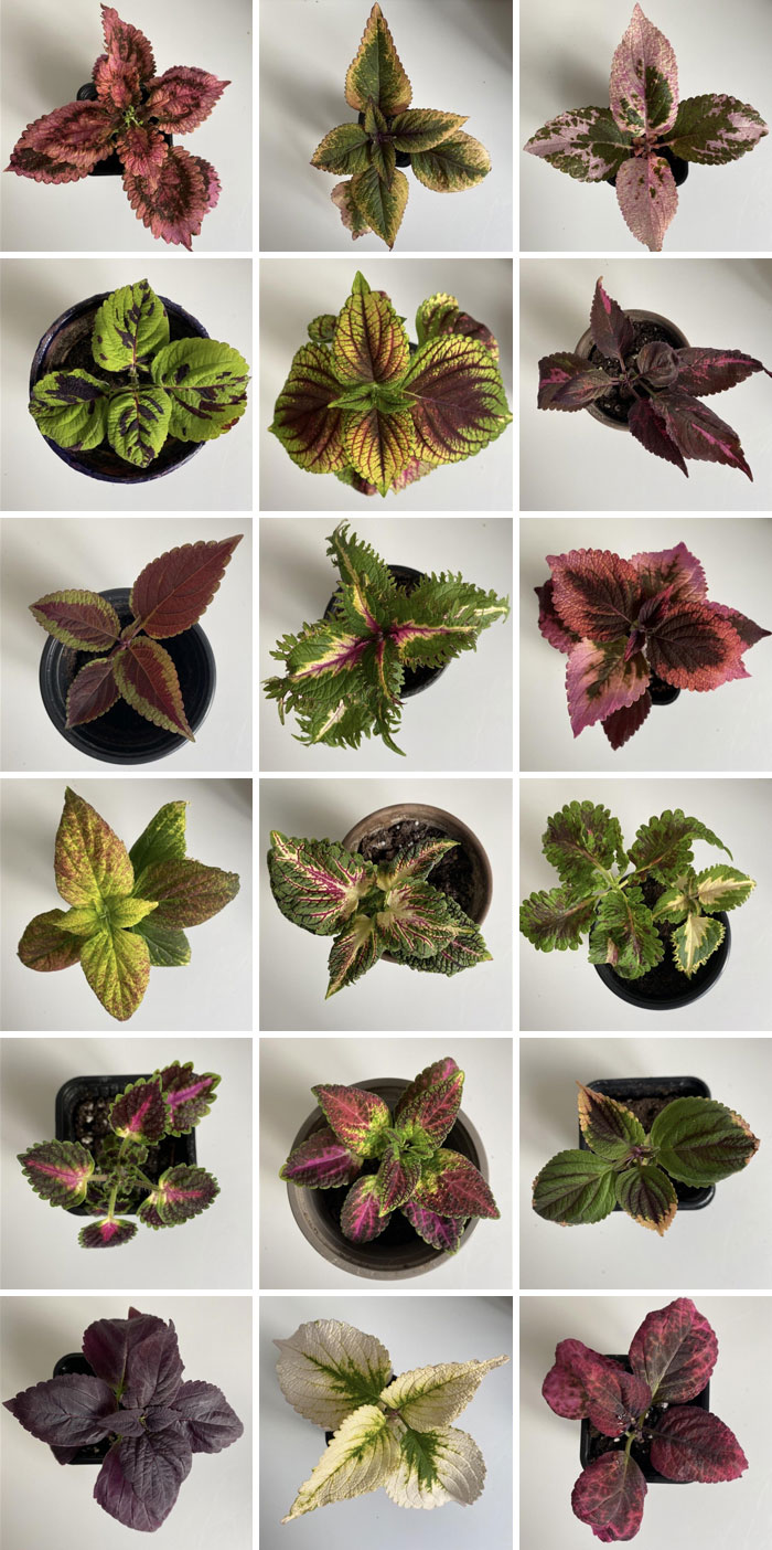 My Coleus Collection