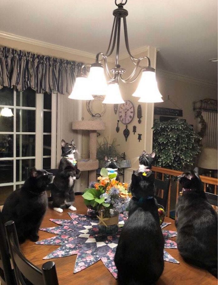 Five cats sitting on a dining table staring up at a chandelier, perfectly capturing their cats losing their single brain cell moment.