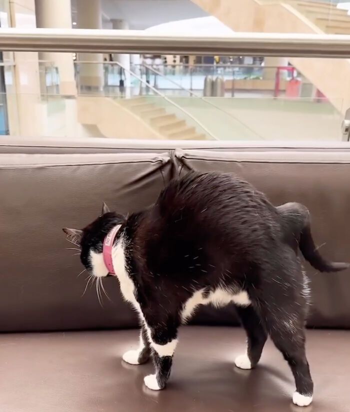 Pet Shop Rescues Stray Cat And Gives Her The Best Life At The Mall - 2