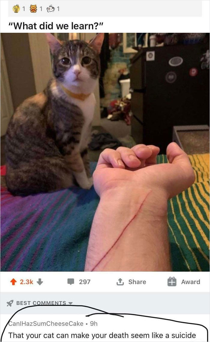 Cursed_murdering Cat