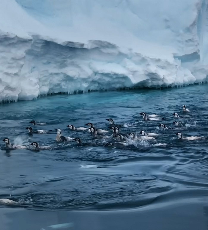 Record-Breaking Footage Captures Hundreds Of Baby Penguins Diving From 50-Foot Cliff - 5