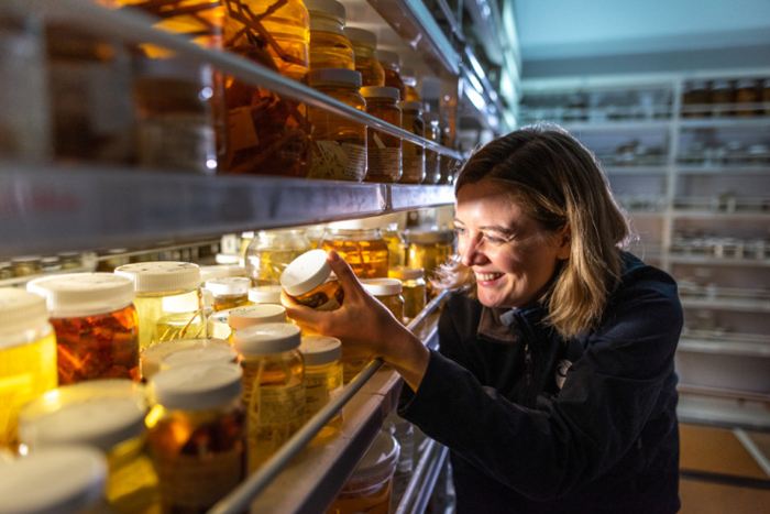 Scientists In New Zealand Have Discovered More Than 100 New Species, Including From Unseen Genus - 10