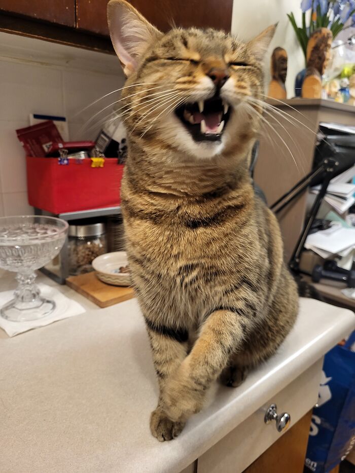 Hahaha, You Got Toothpaste In Your Hair!