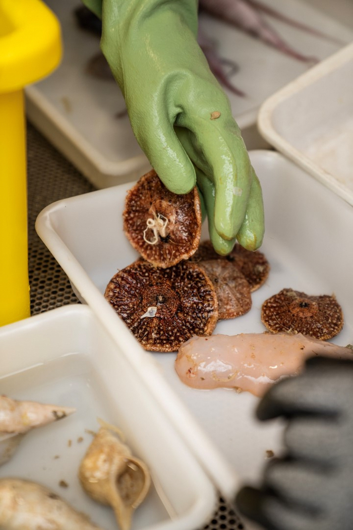 Scientists In New Zealand Have Discovered More Than 100 New Species, Including From Unseen Genus - 4