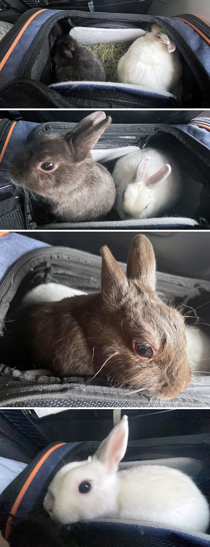 Talk To The Tail, In-Flight Edition