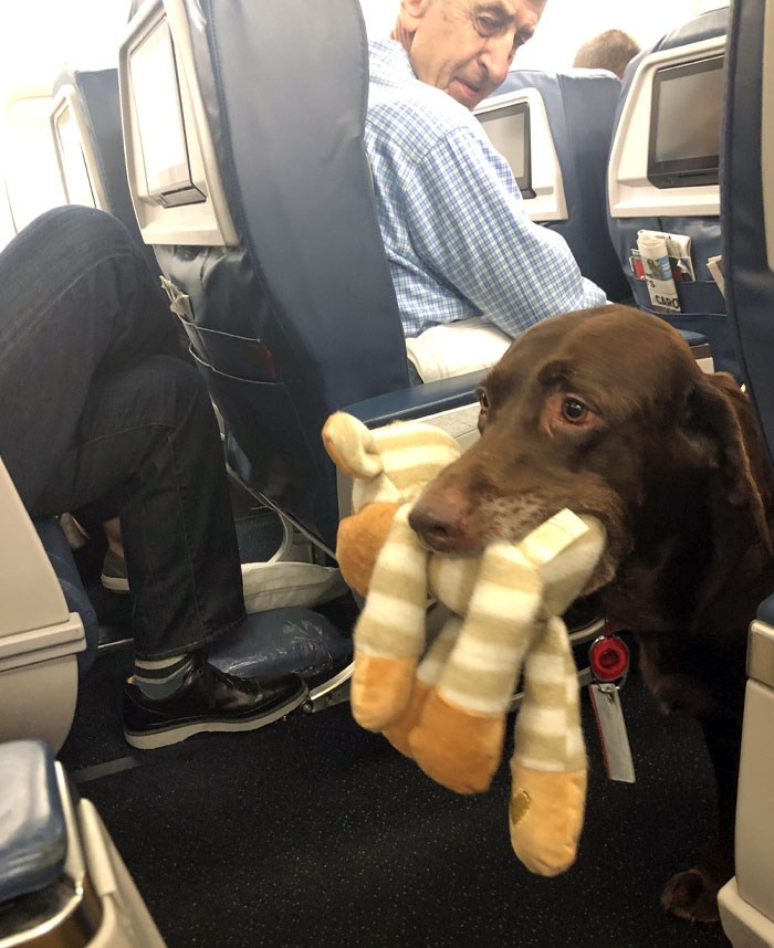Good Boy’s Toy Doesn’t Fit In The Overhead Compartment