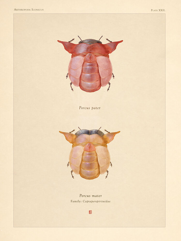 "Porcus Pater' And 'Porcus Mater"