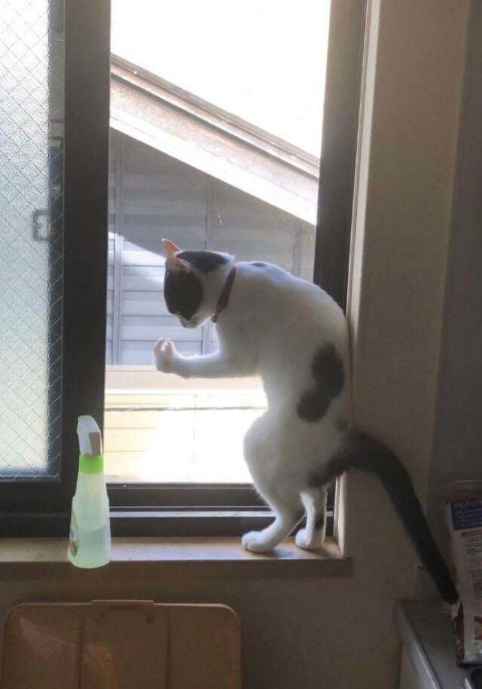 Cat losing their single brain cell, standing on a windowsill looking confused with a raised paw near a spray bottle.