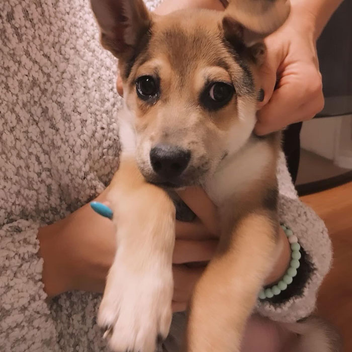 &ldquo;Yeah, I Shot Your Dog&rdquo;: Angie Harmon &ldquo;Traumatized&rdquo; After Instacart Driver Kills Family Pet