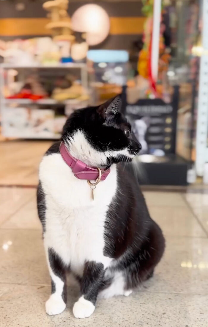 Pet Shop Rescues Stray Cat And Gives Her The Best Life At The Mall - 4