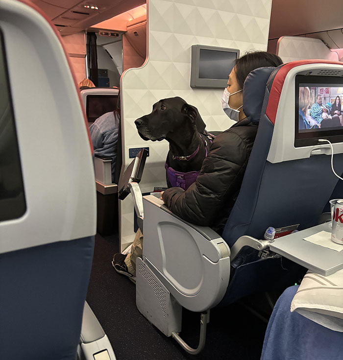 &ldquo;Total BS&rdquo;: Passengers Tired Of &ldquo;Fake Service Dogs&rdquo; Causing Trouble On Flights