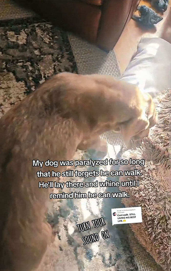 Heartwarming Video Of Once-Paralyzed Dog Realizing He Can Walk Again Goes Viral