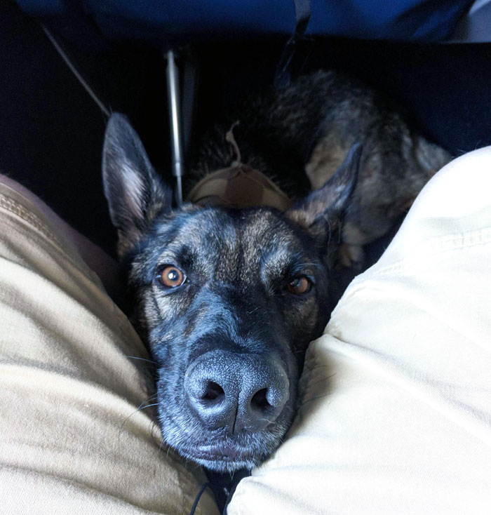 Sig's First Time On A Plane! He Did It Amazingly