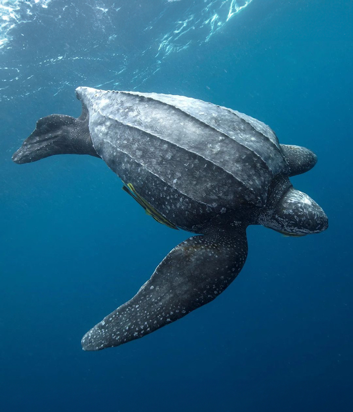 Turtle Tagging Is Making An Important Contribution To Protect Vulnerable Marine Species - 1