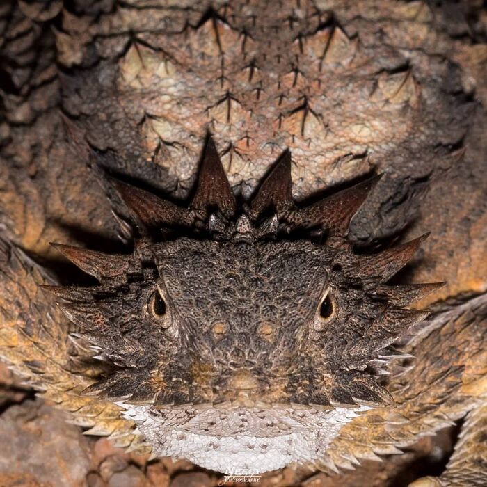 Close-up of a spiky horned lizard showcasing unique wildlife features in an unforgettable nature moment.